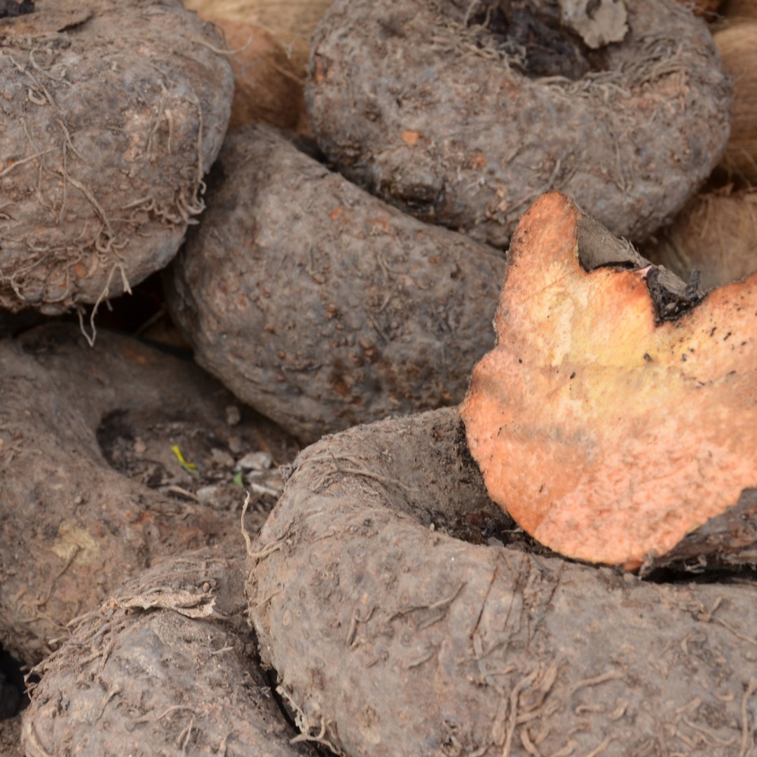 crown international elephant yam