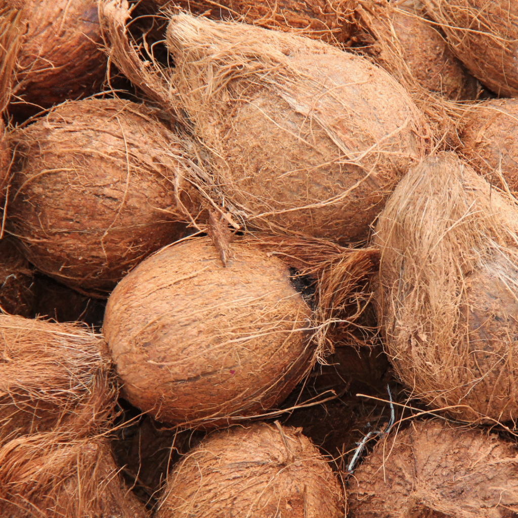 coconut